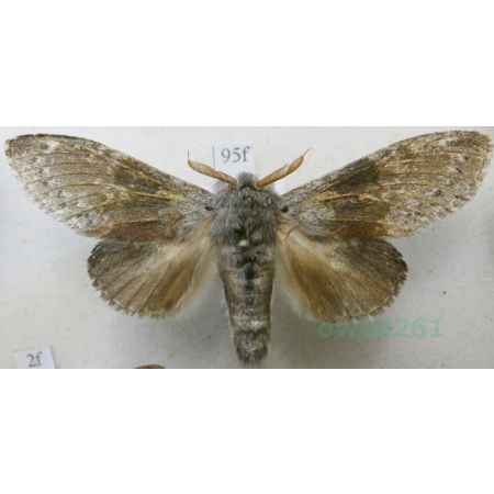 Stauropus fagi (Linnaeus, 1758) male Potwora buczynówka Czech95f